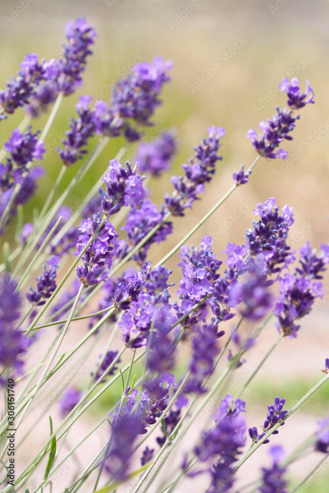Obraz premium Beautiful lavender flowers.
