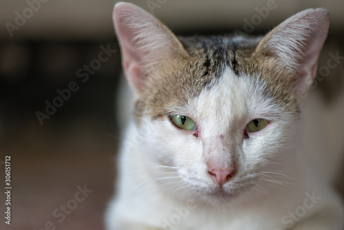 Portrait of white cat with spot, close up Thai cat