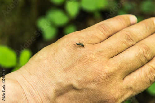 Mosquito on a man's hand ready to drink blood