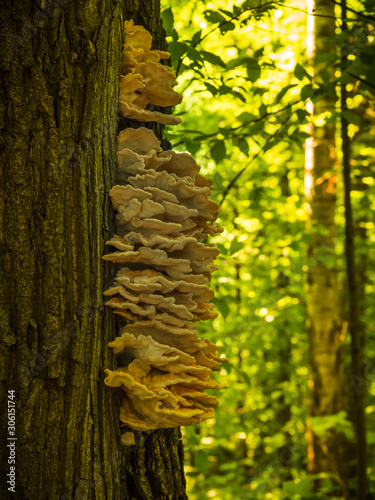 Lots of tree mushrooms on a tree trunk in a forest close-up