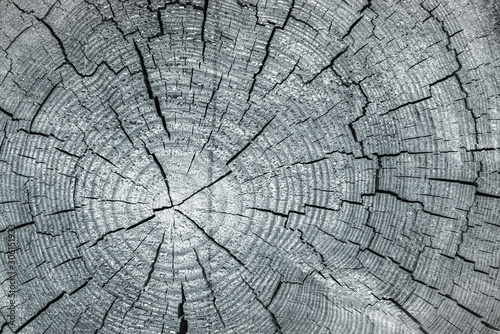 Bilde på lerret Wooden background - old gray saw cut large tree with annual rings and cracks