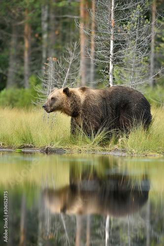 big male brown bear near the water