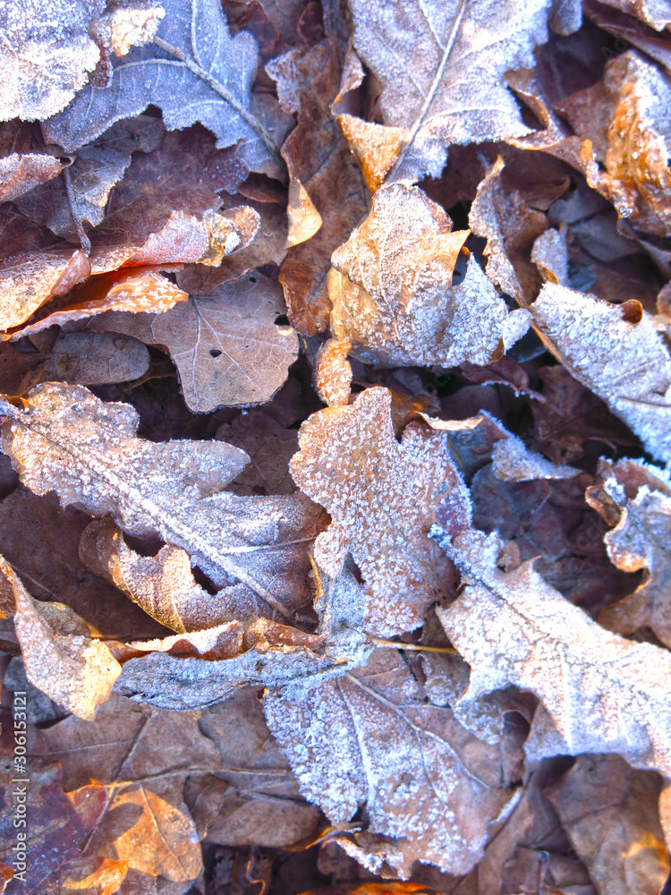 fallen autumn leaves in frost