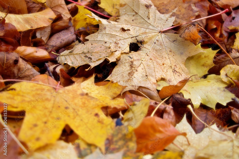 Autumn mode leafs group laying on the ground