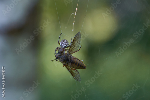 Canvas Print the spider and the gadfly