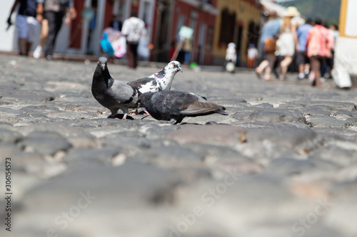 Pigeons walking on stone street in colonial city Antigua Guatemala background walking people, architecture, copy space