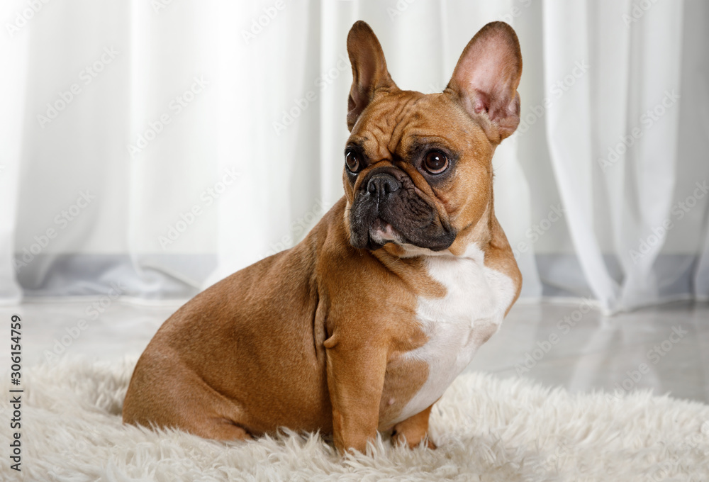 Cute French bulldog breed dog sitting on a fur rug Cute French bulldog breed dog sitting on a fur rug