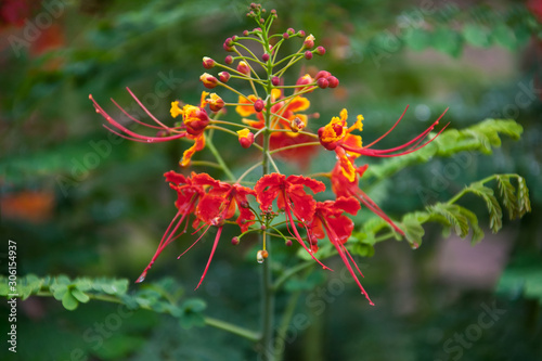 caesalpinia photo