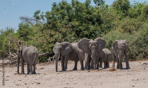 Elephants at the chobe riverfront  Botswana  Africa