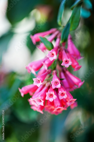 loosestrife photo