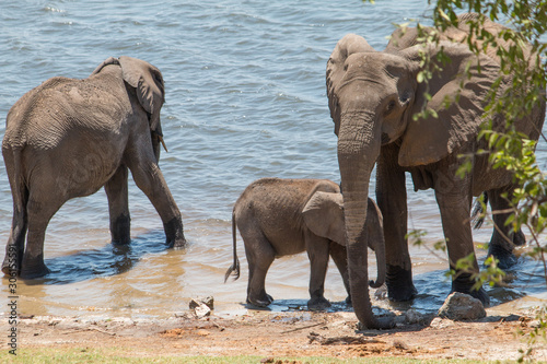 Elephants at the chobe riverfront, Botswana, Africa