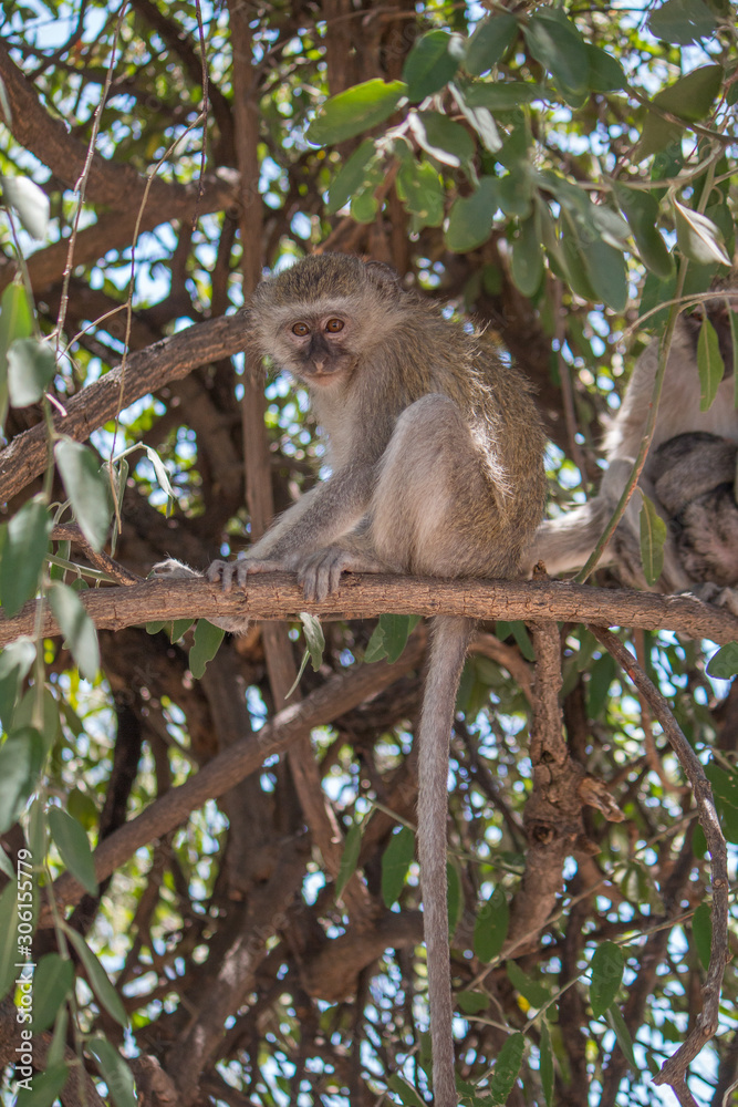 Fototapeta premium Vervet monkey in the tree, Chobe riverfront, Botswana