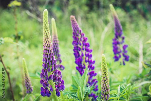 Lupine flowers different colors on the field. Selective focus.