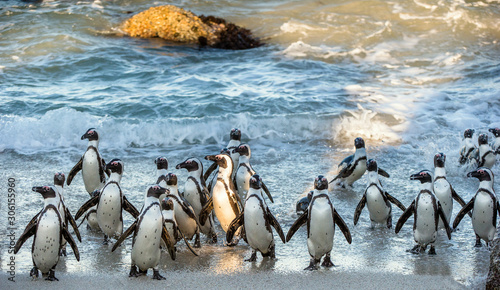 African penguins walk out of the ocean on the sandy beach. African penguin ( Spheniscus demersus) also known as the jackass penguin and black-footed penguin. Boulders colony. Cape Town. South Africa