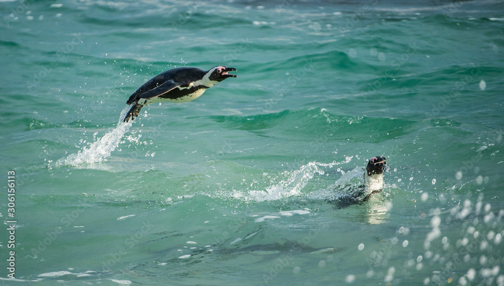 Naklejka premium Swimming and Jumping out of water African Penguin. The African penguin (Spheniscus demersus), also known as the jackass penguin and black-footed penguin in Southern African waters.