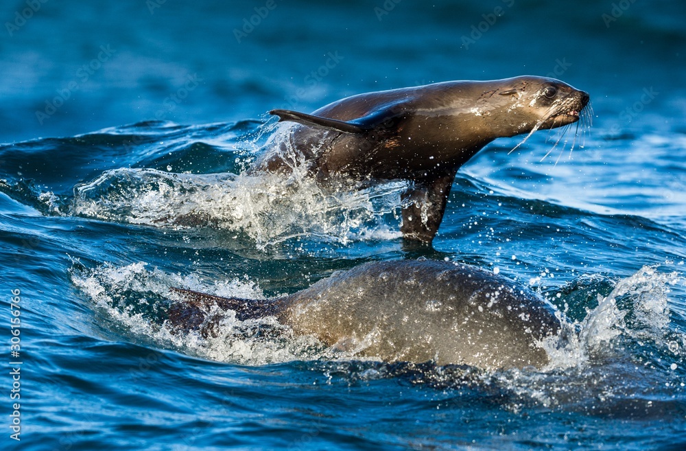 Obraz premium Seals swim and jumping out of water . Jumping Cape fur seal (Arctocephalus pusillus pusillus).