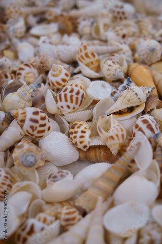 Handcraft materials, lots of shells