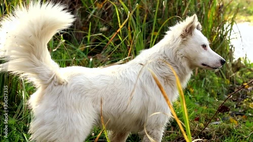Beautiful white dog walking outside in green sunny forest with lake on background. Home pet enjoying nature beauty freshness. Puppy having fun outdoor. Freedom inspire. Pets health care. 