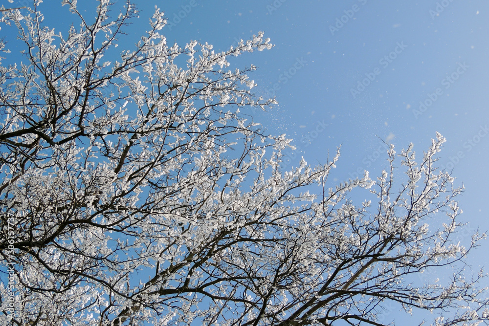 snowy winter. snow. frost