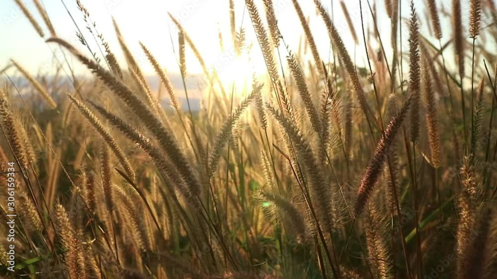 grass on a background of blue sky grass on a background of blue sky