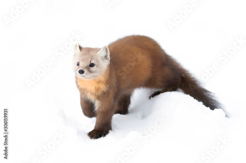 Pine marten isolated on white background in Algonquin Park, Canada in winter snow