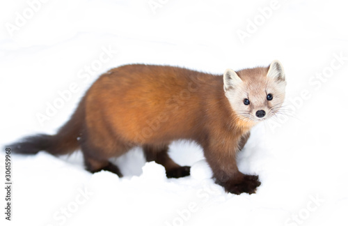Pine marten isolated on white background in Algonquin Park, Canada in winter snow