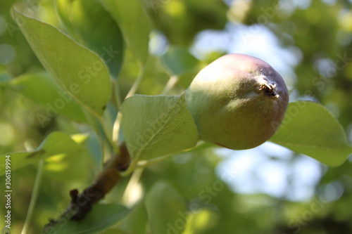 Pomme en formation photo