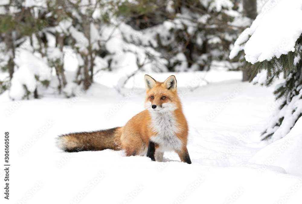 Red fox Vulpes vulpes isolated on white background with a bushy tail hunting in the freshly fallen snow in Algonquin Park in Canada