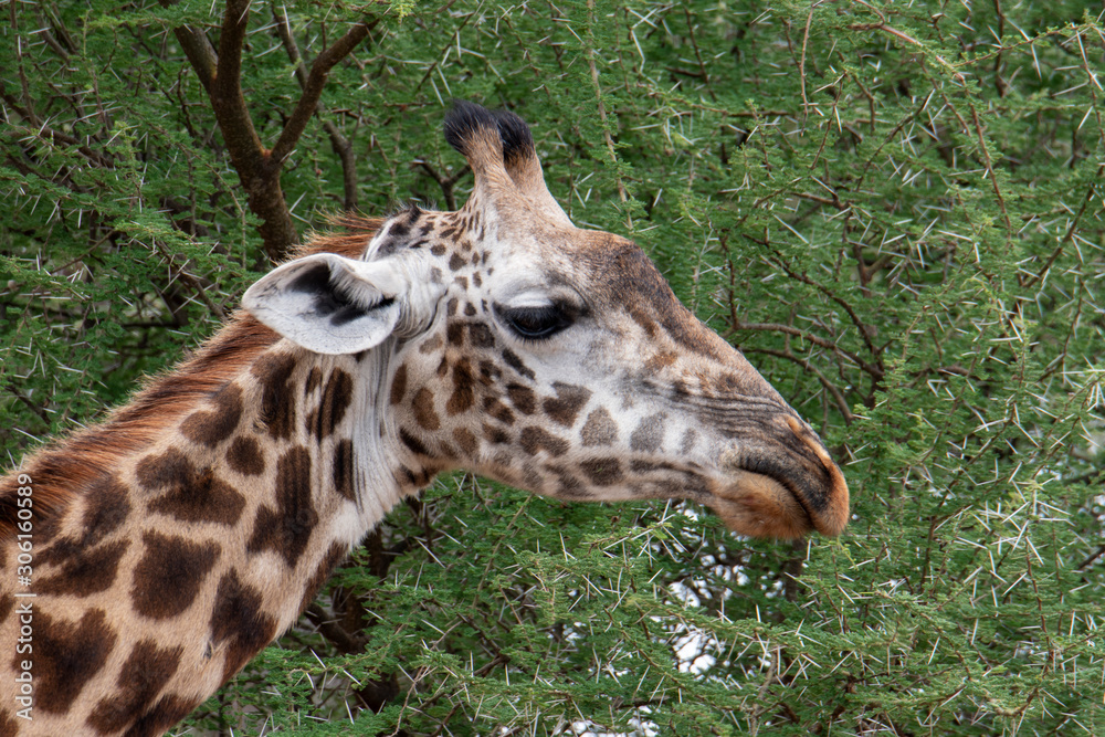 Giraffe animals in safari - Tanzania Giraffe animals in safari - Tanzania