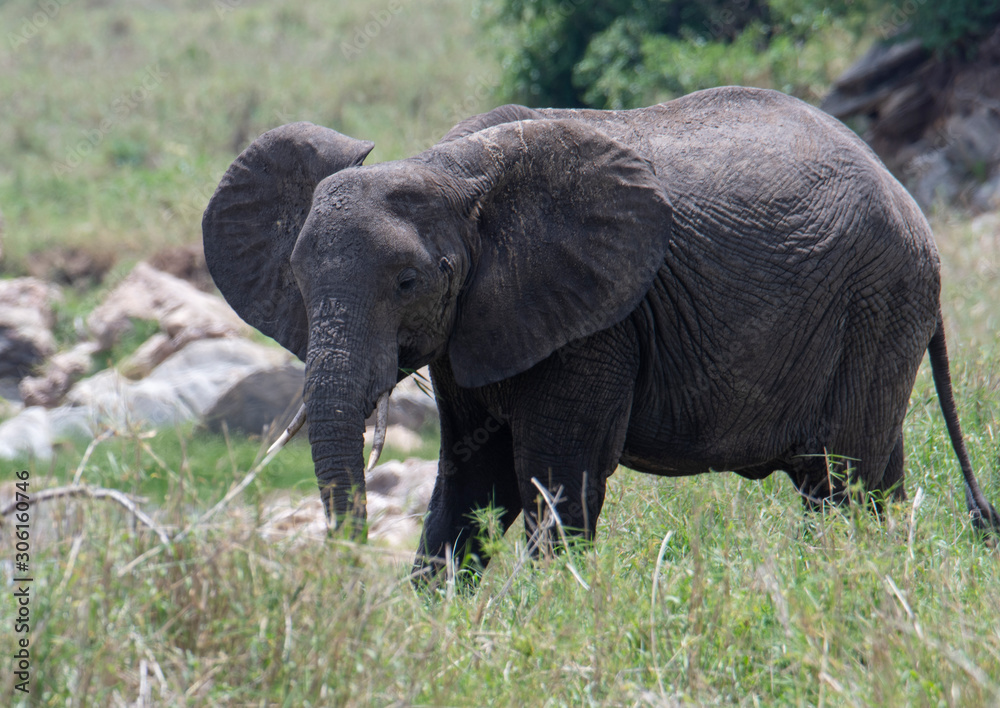 African elephant in the wild in the savannah in africa.