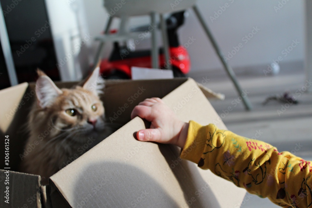 cat and child