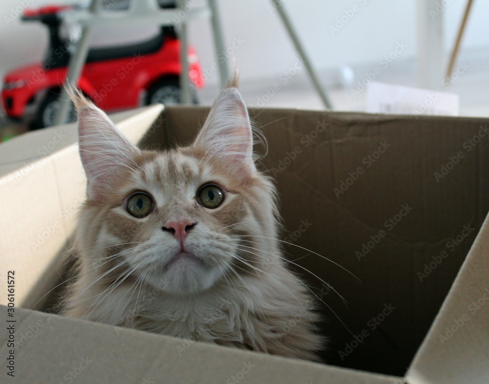 cat
