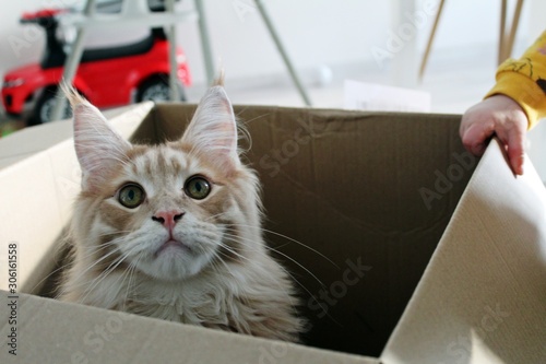 cat