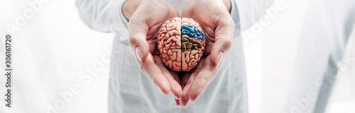 panoramic shot of doctor holding model of brain in clinic photo