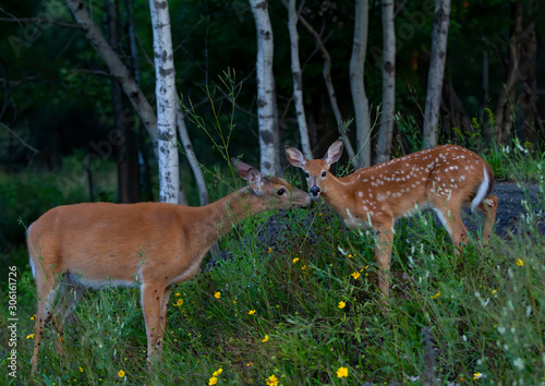 Fototapeta Naklejka Na Ścianę i Meble -  White-tailed deer fawn and doe share a tender moment in the forest in Ottawa, Canada