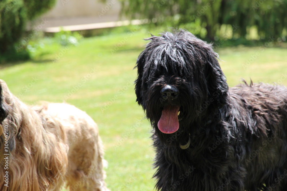 Briards Briards