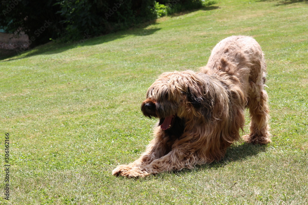 Briards Briards