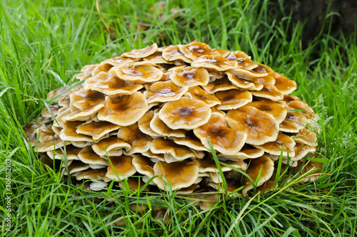 Close up of Honey fungus (Armillaria mellea) growing in the grass next to a dead tree in the autumn in Cardiff, Wales, UK