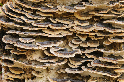 Close up detail of brown and white bracket fungus growing on a beech tree stump in a woodland in Cardiff, Wales, UK