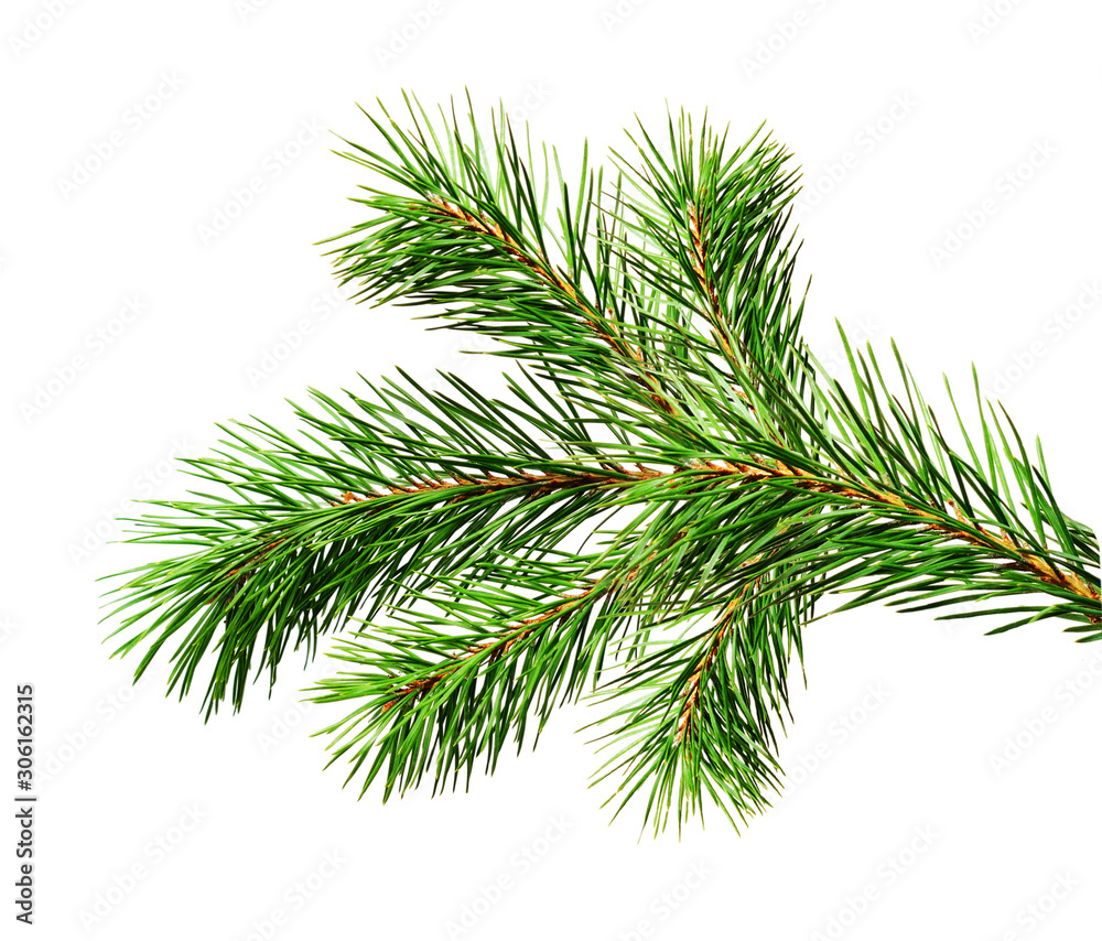 Green Christmas pine twig Green Christmas pine twig