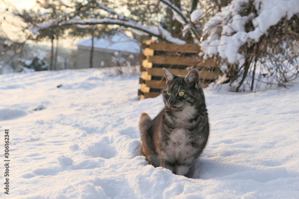 Obraz premium A grey cat in the snow garden.