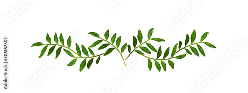 Twigs with green leaves in a line arrangement