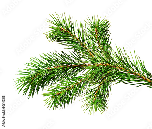 Green Christmas pine twig