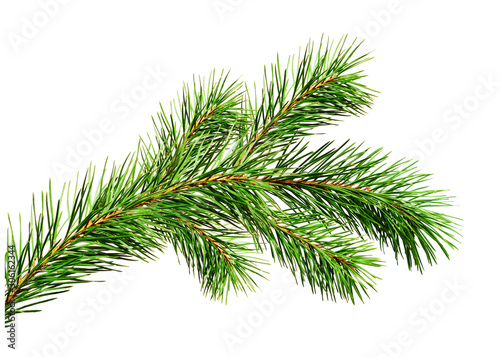 Green Christmas pine twig