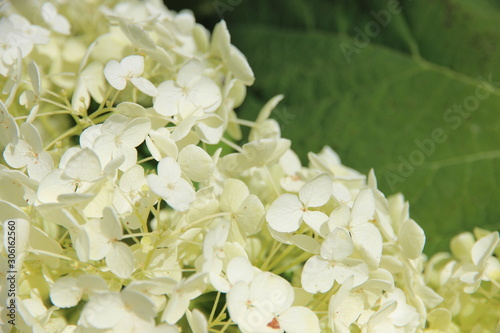 Hortensia blanc