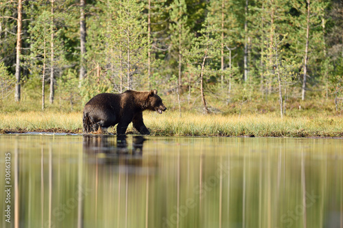 brown bear walking in wetland