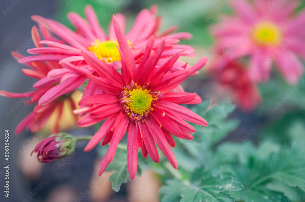 Obraz premium chrysanthemum