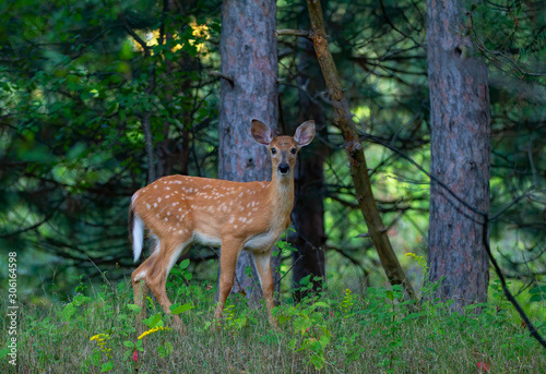 White-tailed deer fawn walking in the forest in the early summer in Canada © Jim Cumming