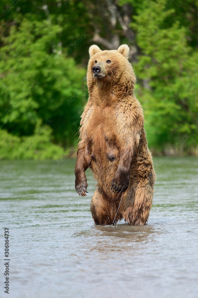 Fototapeta premium Ruling the landscape, brown bears of Kamchatka (Ursus arctos beringianus)