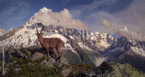 Mont Blanc massif and aiguilia du verte view from the white wild animals, alpine ibex,